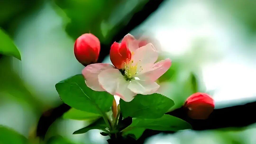 七律·世路多欢喜