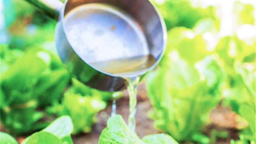 种菜施肥有讲究：记住一远二淡少量多次，小白也能变高手！