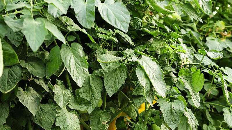 袋子里种植番茄，掌握小技巧，浇水施肥效果好，成本低