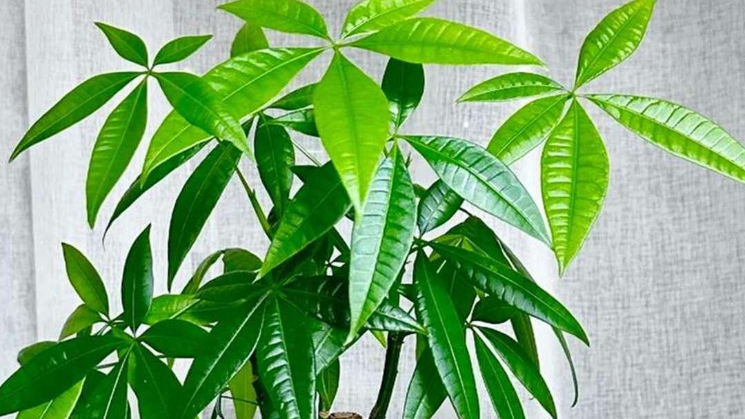 发财树护冠，树形美学设计，美术馆展厅，比例要协调