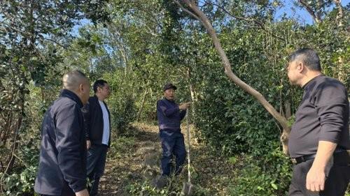 河南光山：林场油茶披“绿金” 村民增收有“奔头”