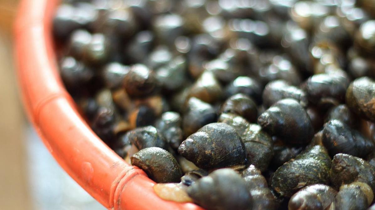 解锁田螺养殖技能：只需阅读这1篇文章。