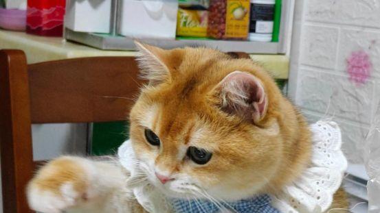 金渐层适合什么猫粮？适口性最好的3款高性价比猫粮推荐