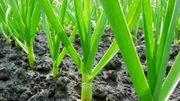 “白露栽葱、寒露种蒜”是真的吗？背后的科学解释是什么？