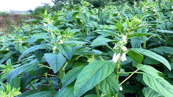 芝麻种植有技巧，掌握方法效益高，比种玉米更划算