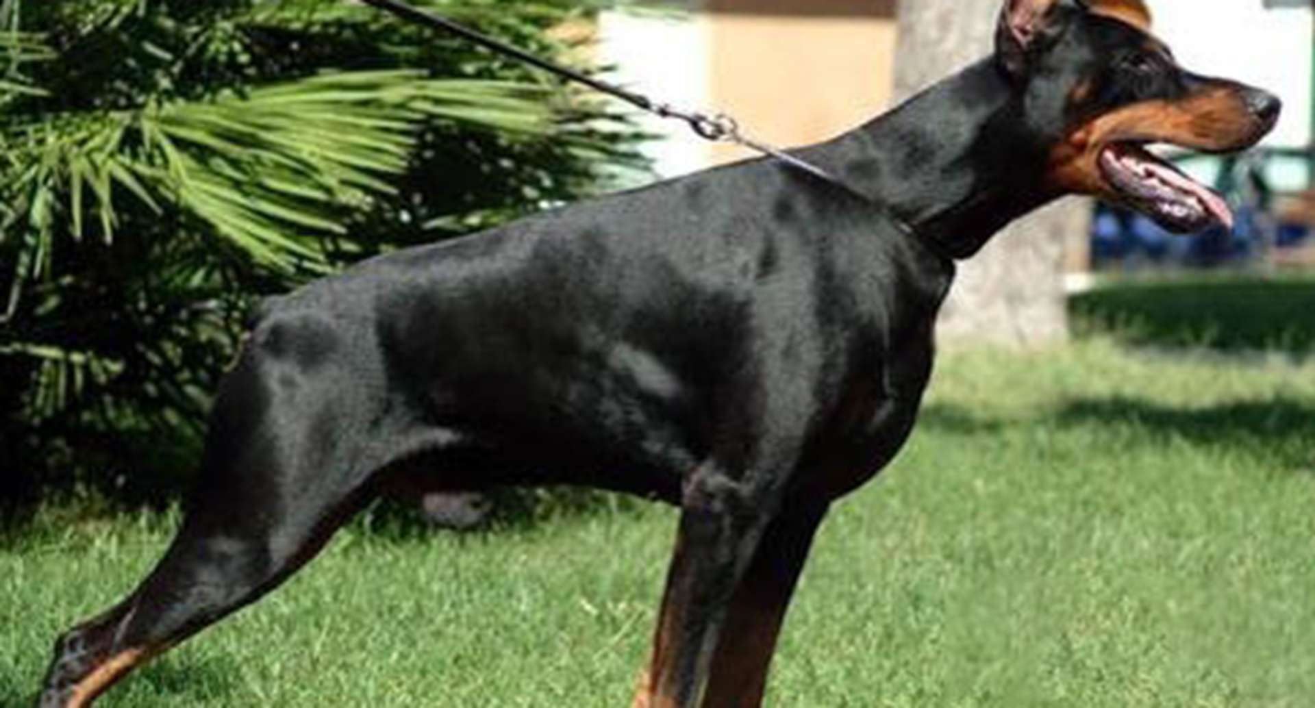 杜宾工作犬退役，关节康复训练，营养补充方案，千万注意运动量