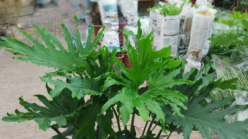 想在采光不好的客厅养绿植？推荐十种耐阴之选！