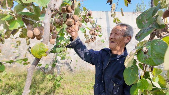 垣曲县毛家湾镇：青山育金果 甜“猕”致富路