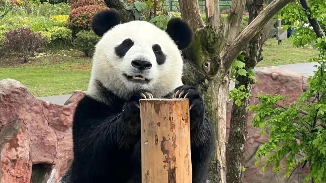 欢迎来到“疯狂动物城”盐城站！