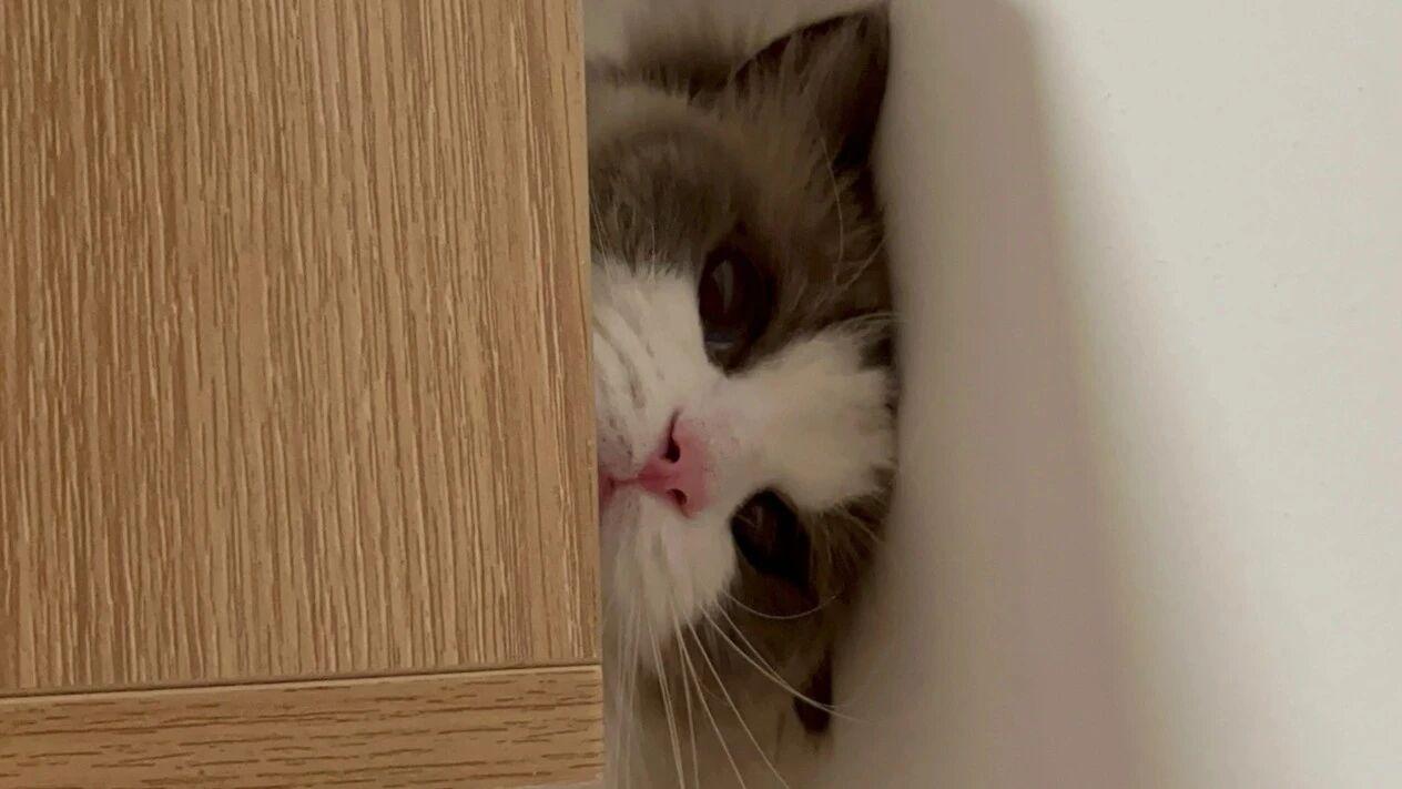 猫粮怎么选

哪个品牌的猫粮质量好
？
推荐的10款
国产猫粮品牌