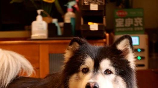 冬季营养补充方案，阿拉斯加代谢特点，对比恶霸犬御寒需求，食谱调整案例分享