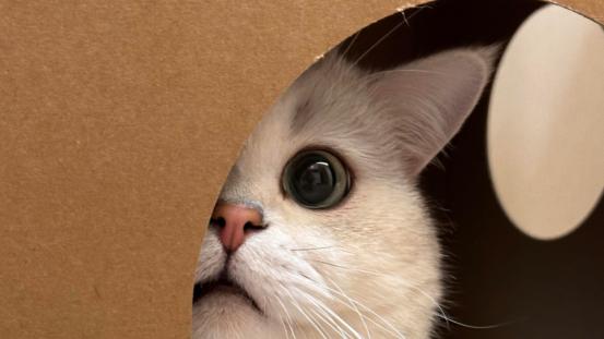 银渐层猫吃什么猫粮好？性价比高实惠的银渐层猫粮推荐