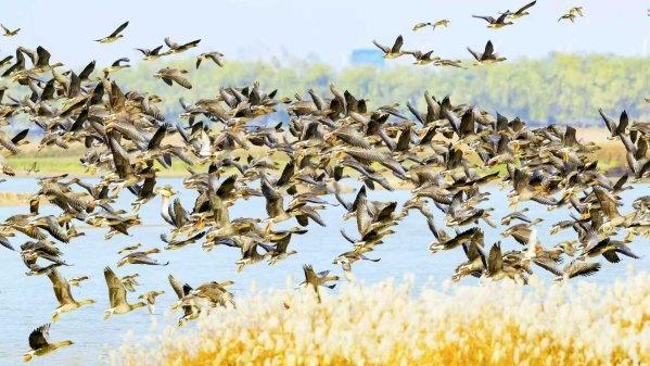 最新武汉观鸟地图发布，12处湿地可赏10种国宝级鸟类