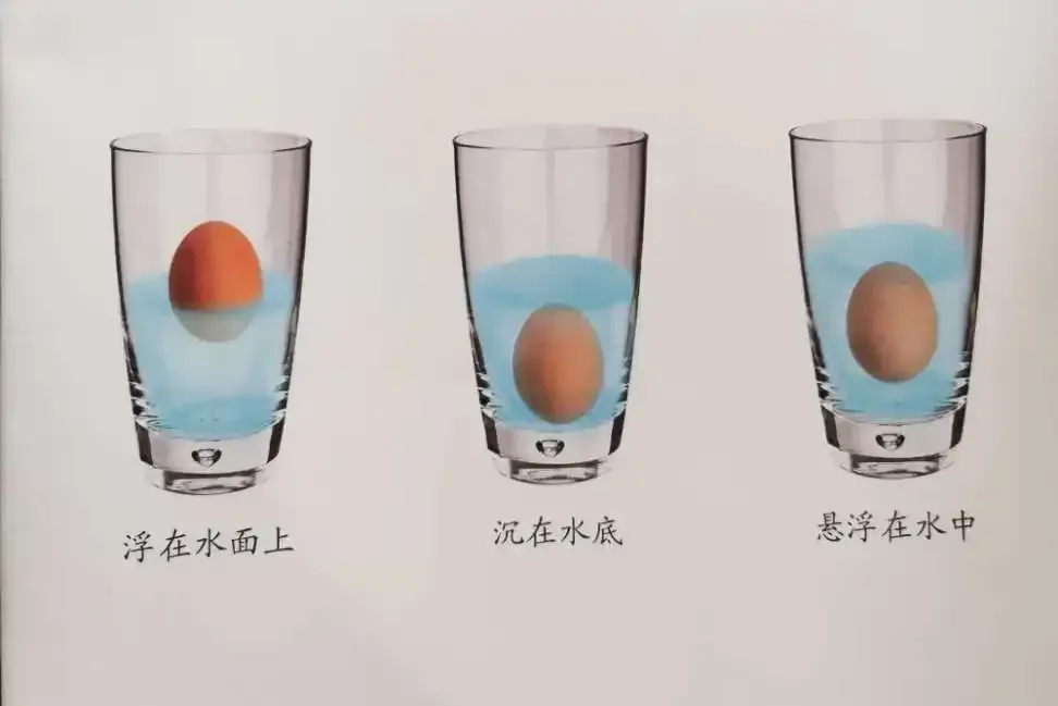 《盐水浮鸡蛋》实验作文400字500字（三年级）