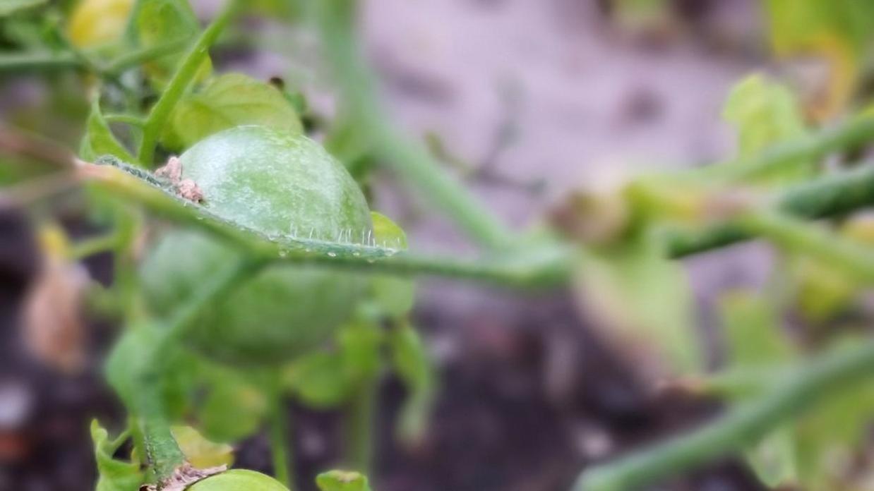 揭秘番茄果实主要病害及有效防治方法