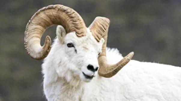 羊：家门春风得意“喜事连连”好运如影随形，不接此喜，福运难留