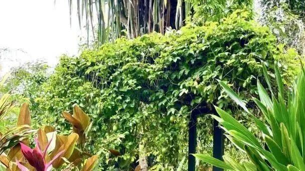 野熊谷奇遇记：从黑熊、天鹅到千足虫的生态画卷