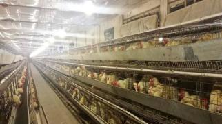 蛋鸡育雏育成总出问题？别慌！螯哥220-J帮你轻松解决