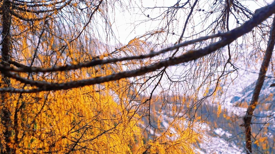 川西玉科甲依拉措的秋景漫山遍野的金黄