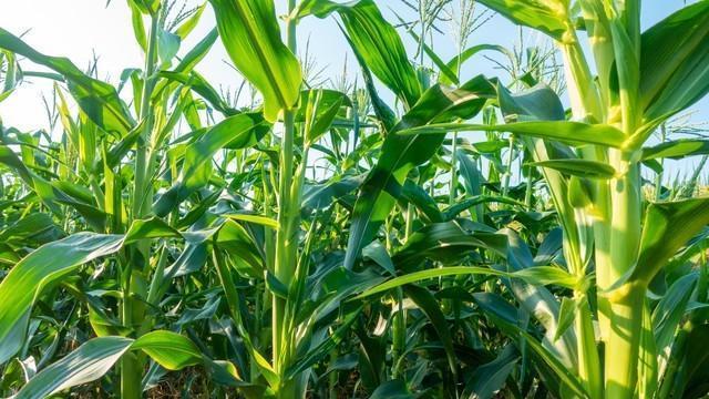 玉米地竞拍引发农户担忧，玉米种植收益低，农民仍期待政策扶持