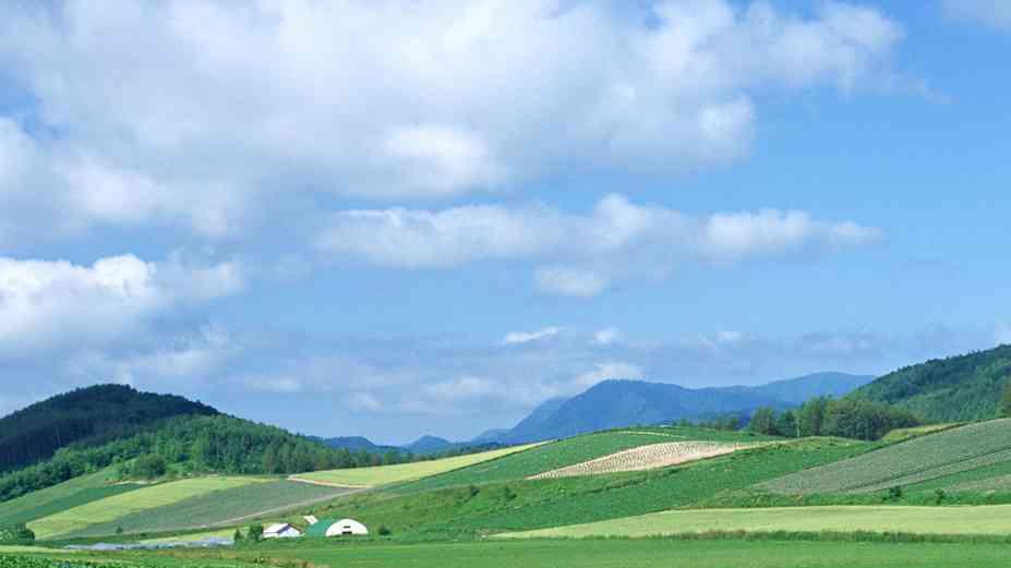 竹笋温室种植要点，土壤改良实践，鲜甜根茎四季香