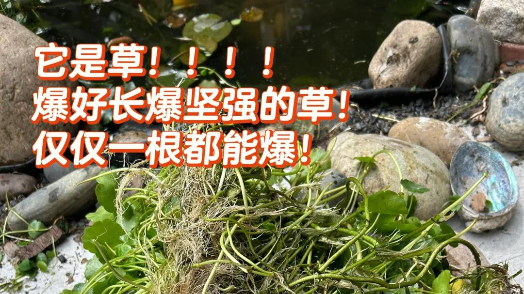 “小区里的铜钱草成精了，叶子手掌大”：要先学会种，其次才是养
