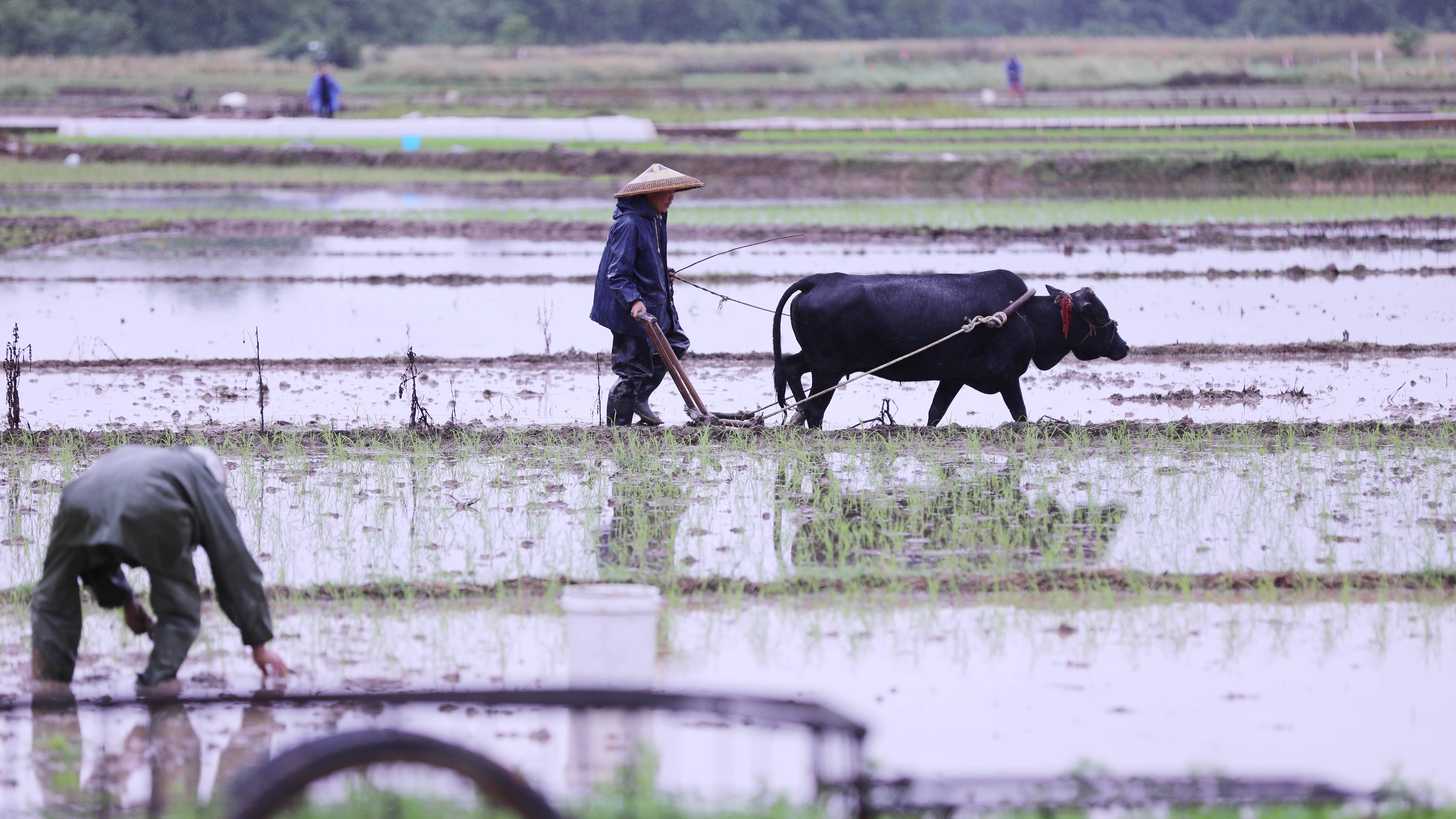 谷雨农事指南，助力丰收年景