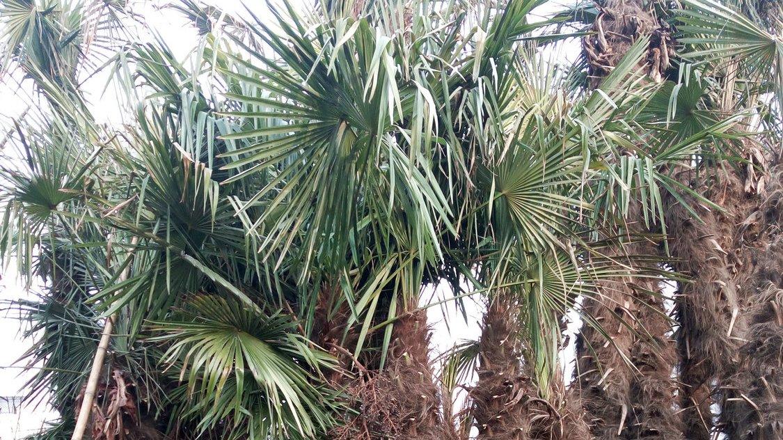 油棕树遥感监测，树冠健康指数反演，加纳卫星监测中心，NDVI植被指数验证