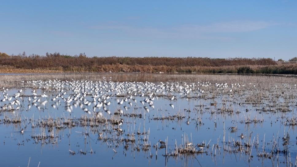 奉贤滨海湿地迎冬候鸟，观鸟高峰期即将到来