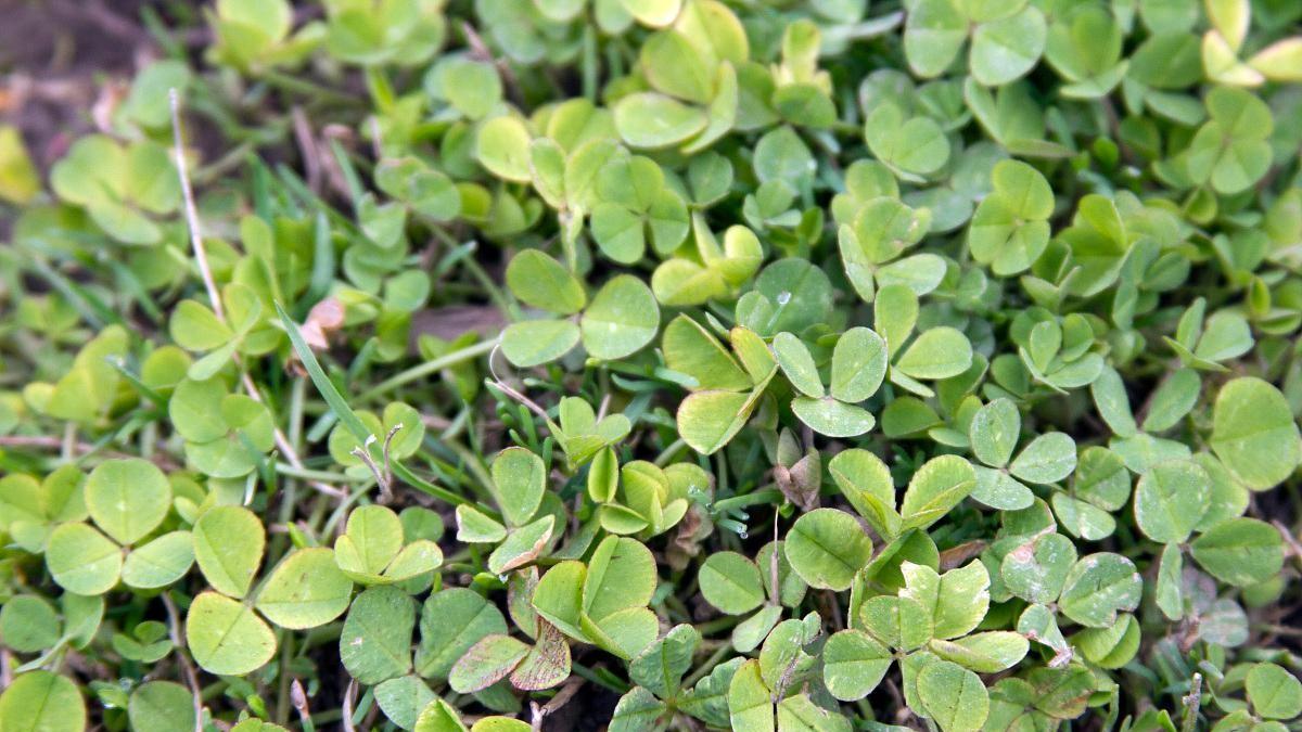 解读金钱草：探秘其生长习性与水培奥秘