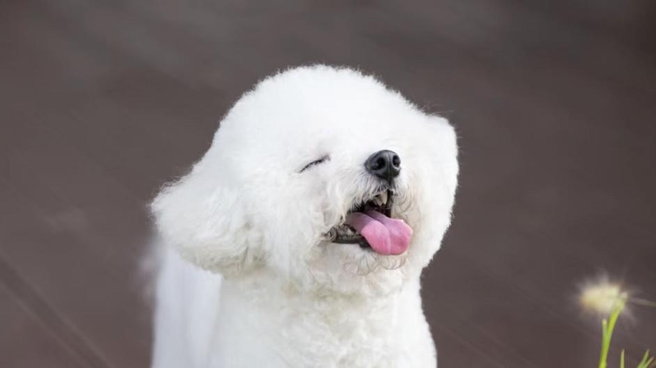 陪伴孩子，八种适合孩子的狗狗选择