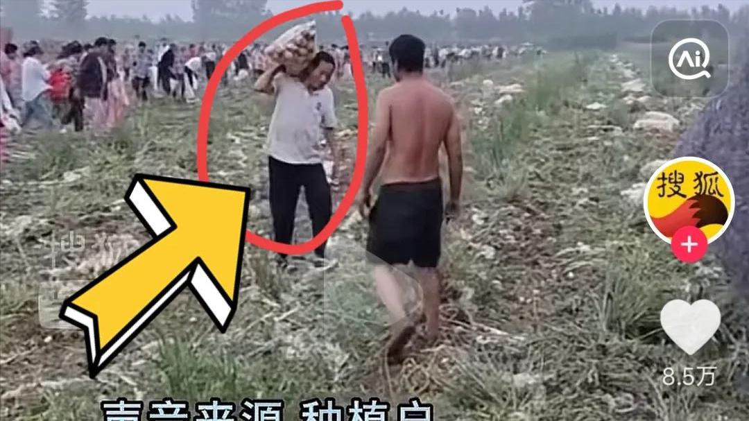 村民哄抢100万斤土豆，派出所称“法不责众”？当事人被要求闭嘴