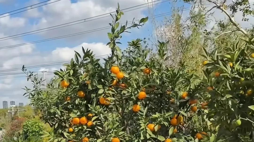 杨子姗一家三口逛苗木基地，买一卡车花草，豪宅花园又大又漂亮