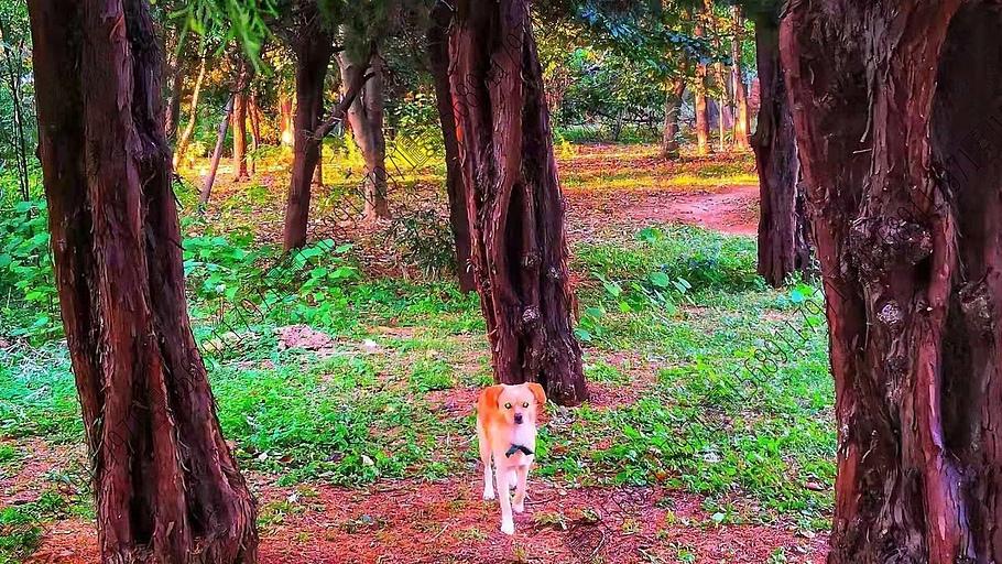 临时加更猫狗纪事：退货也欢喜