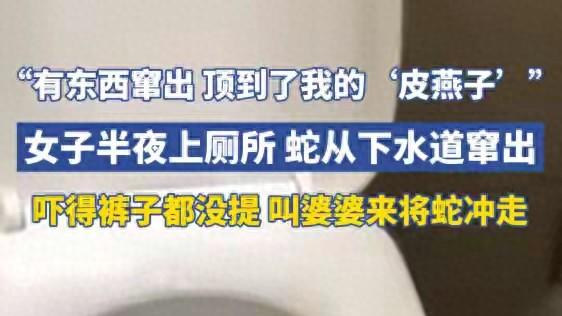 无锡一女子半夜上厕所蛇从马桶窜出  女子：顶到我的“皮燕子”
