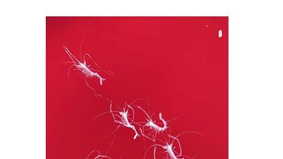 【艺术专题】郑金春虾画艺术初探（七）