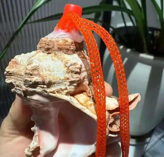 “幼儿园海螺哨发臭”事件引热议：以爱之名，正在毁掉孩子的教养