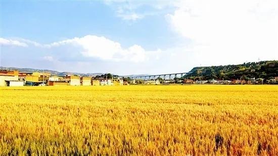 三门峡“三夏”进行时：麦浪滚滚，收获希望