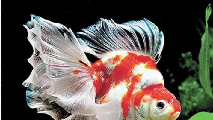 如果我是一条金鱼