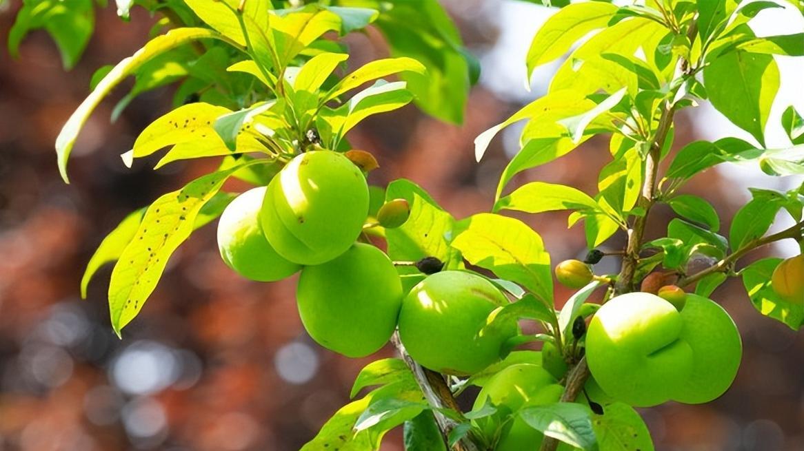 李子为何无人问津？3个你可能没想到的理由