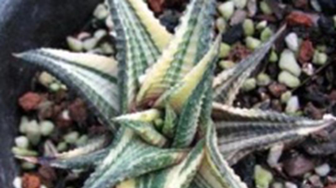 琉璃殿护苞，防鸟啄食技巧，果园景观带，网罩要轻便