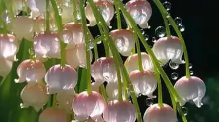 姑姑特别疼爱我，母亲离世后，父亲另娶她人，常常无端打骂我，直到姑姑到来，把我接到她身边