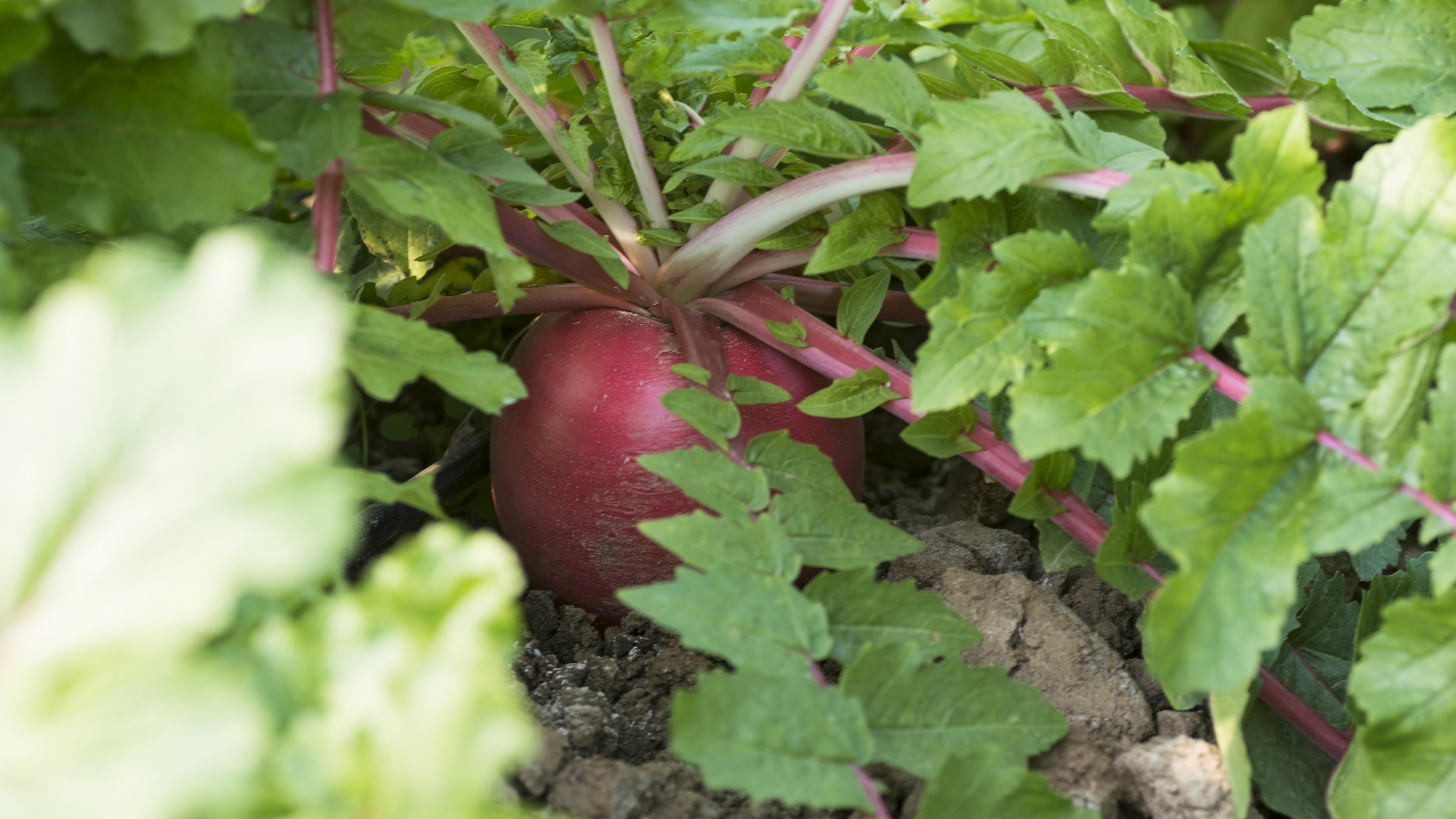 核阴影下的清醒时刻