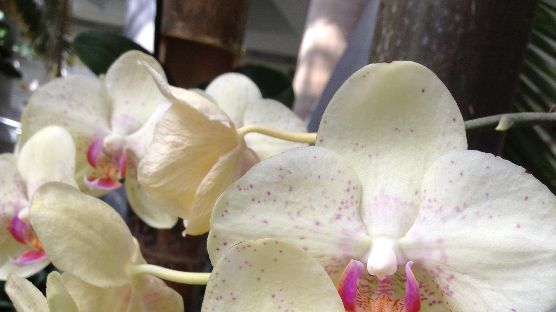 业障现前的生死考验（二）