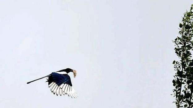 连老鹰都不捕食的喜鹊，为什么没有泛滥成灾？喜鹊的天敌是什么？