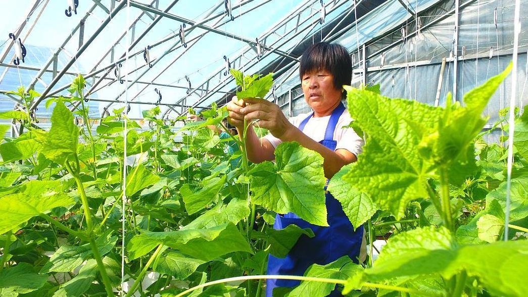 揭秘黄瓜“三落”的解决窍门