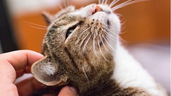 买不起渴望就不配养猫？这十大平价健康猫粮，让高贵党彻底闭嘴！