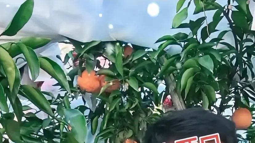 厉家这是集体进军直播界了啊？厉怀远火了，全家都跟着开直播，粉丝蹭蹭蹭往上涨，这操