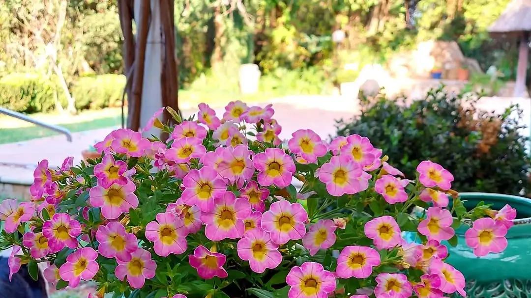 矮牵牛南北地区养护差异大，在你家如何将它养好，如何养多几年？