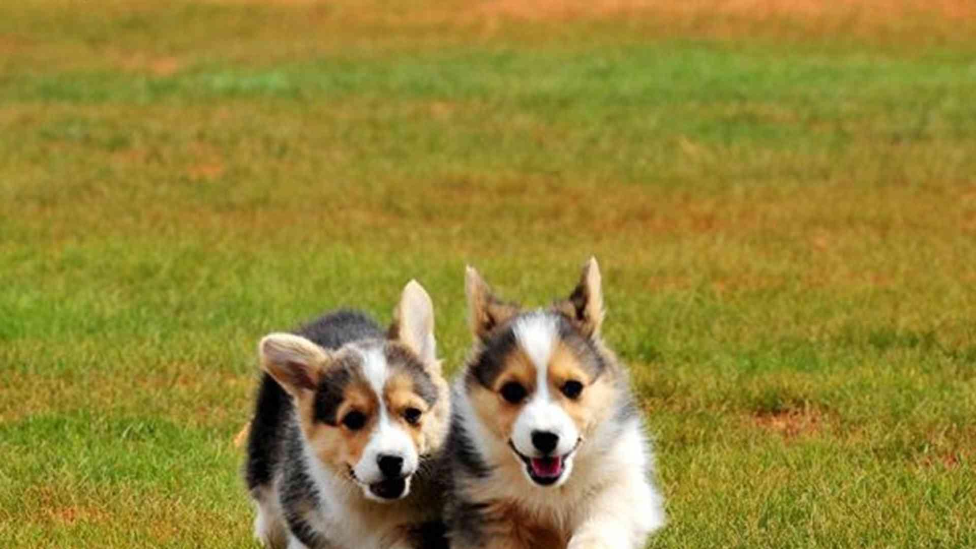 产后恶露监测术，生态园实操版，柯基犬护理，颜色要记录